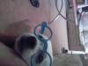 Prev Image