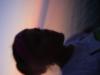 Prev Image