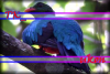 Prev Image