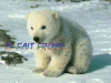 Prev Image