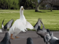 square